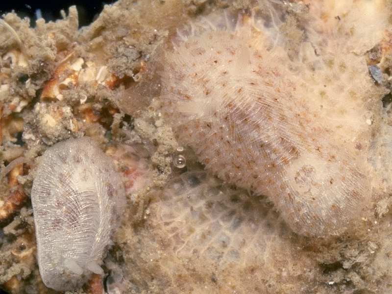 Onchidoris depressa